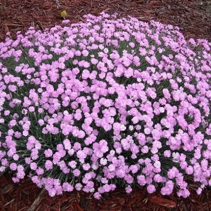 Dianthus plumaris