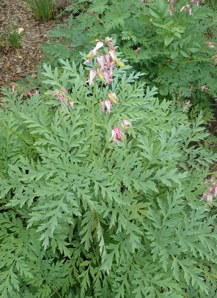 Leaves and flowers