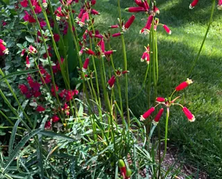 Dichelostemma ida-maia