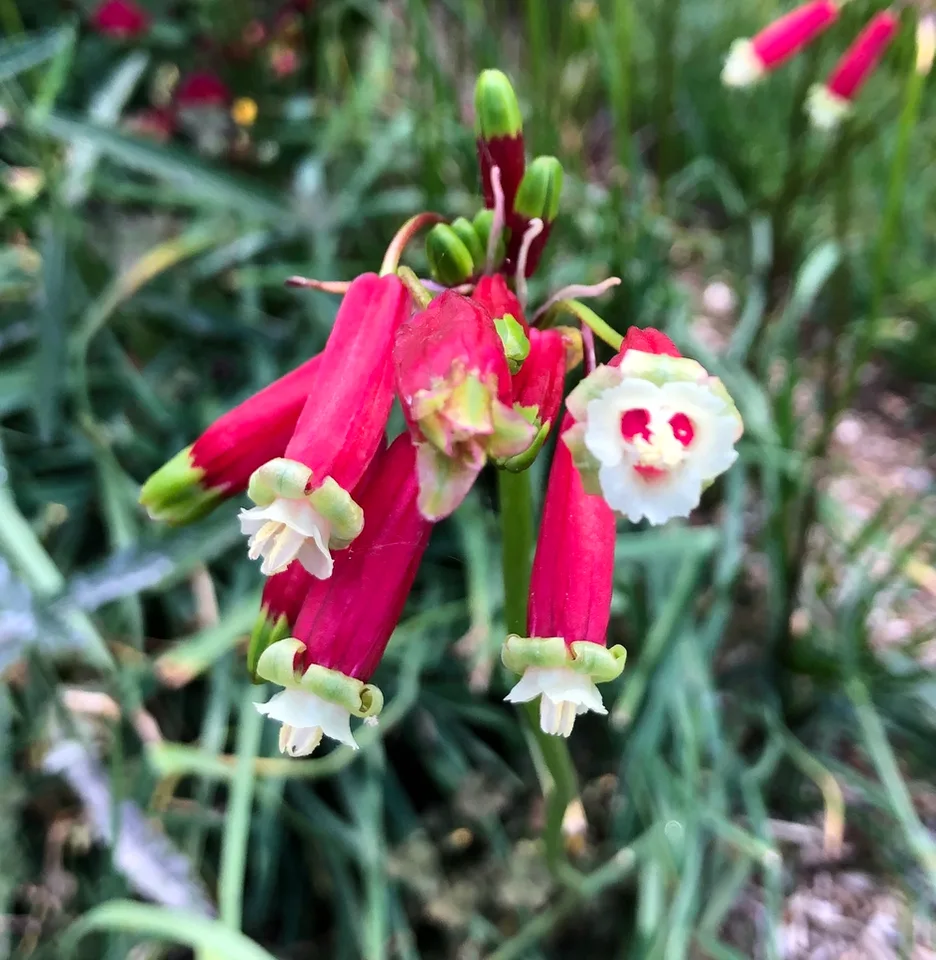 Dichelostemma ida-maia