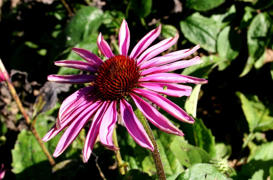 leaves and flowers