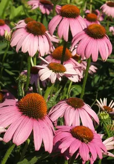 Several pink petalled flowers with a brownish orange center