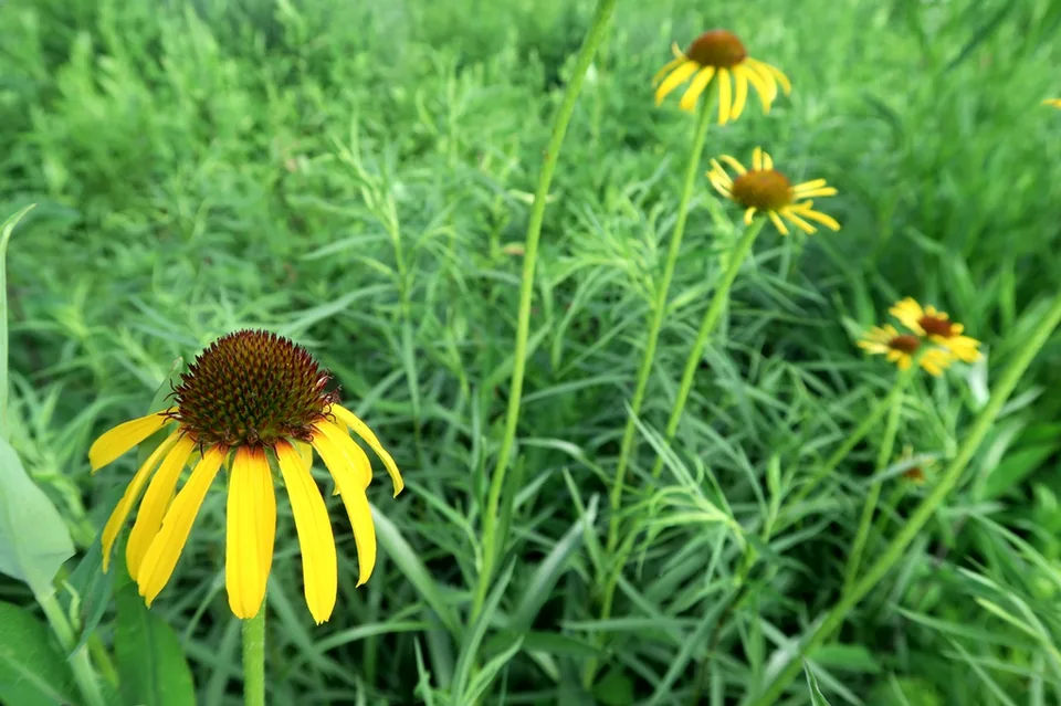 leaves and flowers
