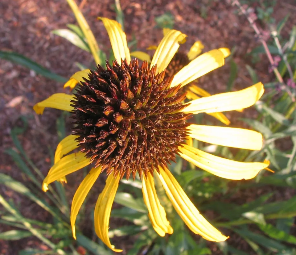 Flower