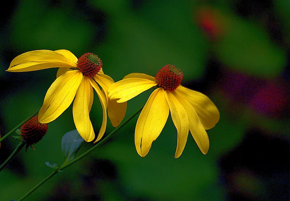 Echinacea purpurea 'Mellow Yellow'