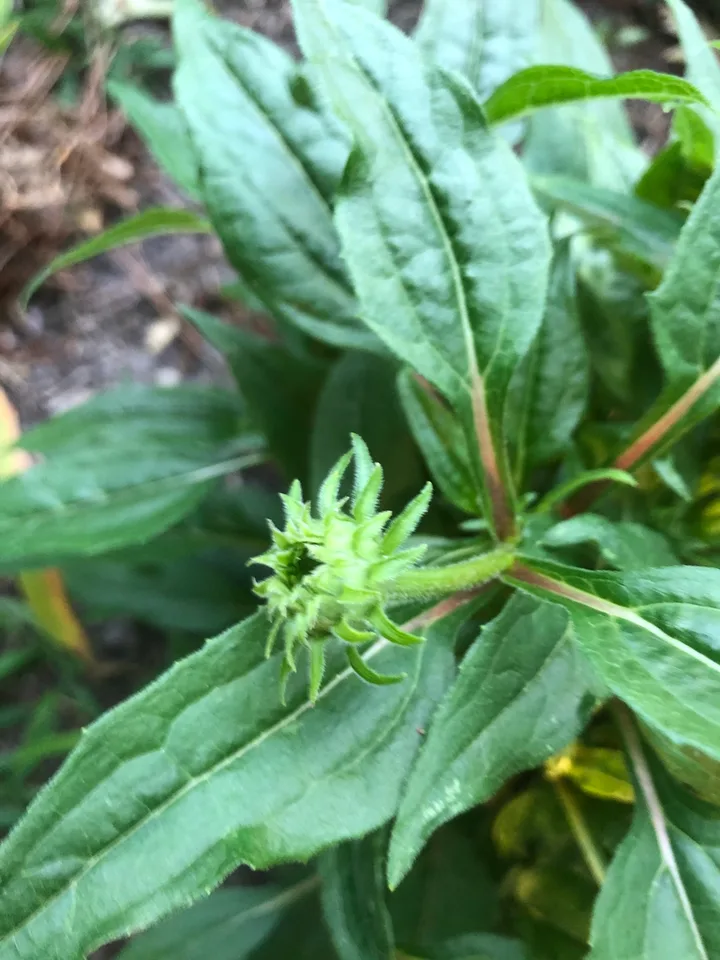 Echinacea purpurea 'PAS702917'