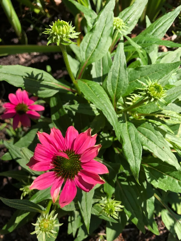 Echinacea purpurea 'PAS702917'