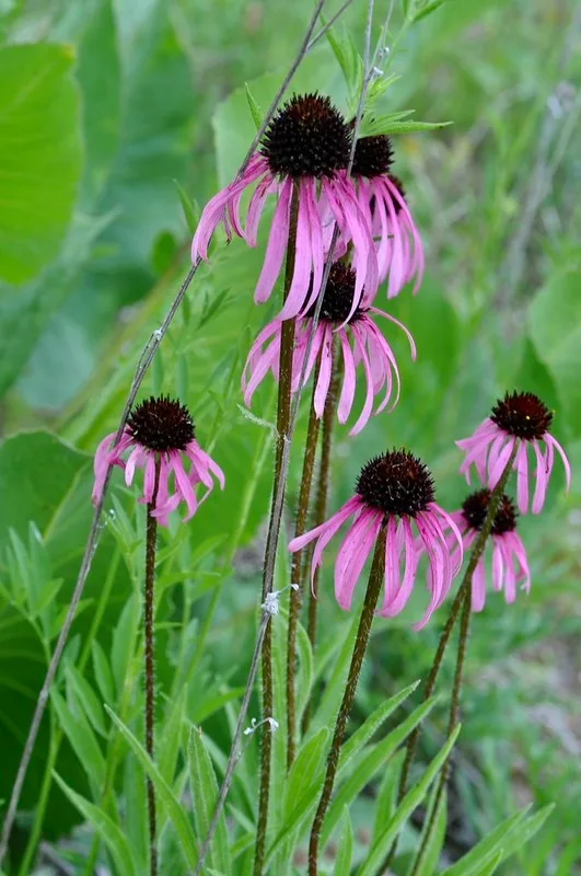 A group of plants with purple daisy flowers.