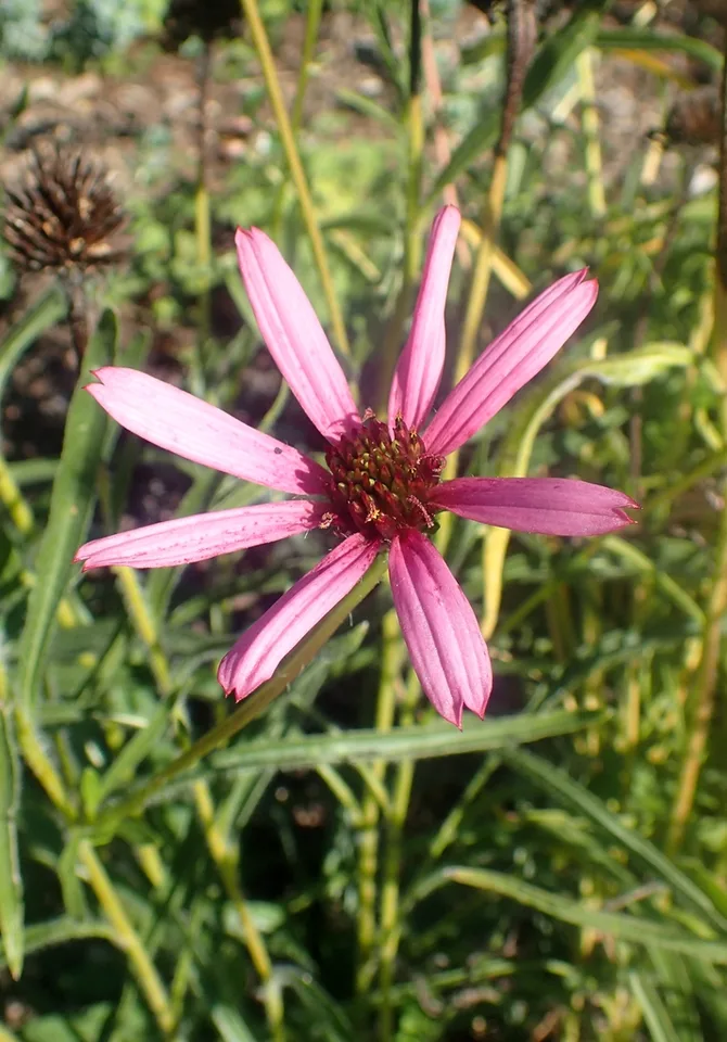 leaves and flowers