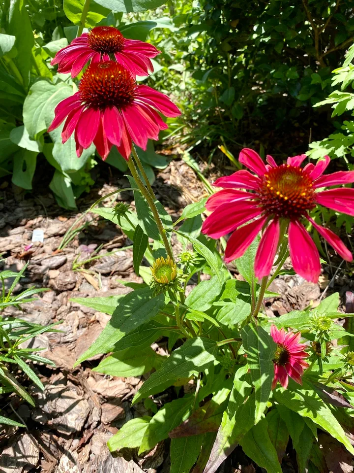 Bloom