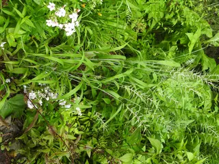 Elymus hystrix 2