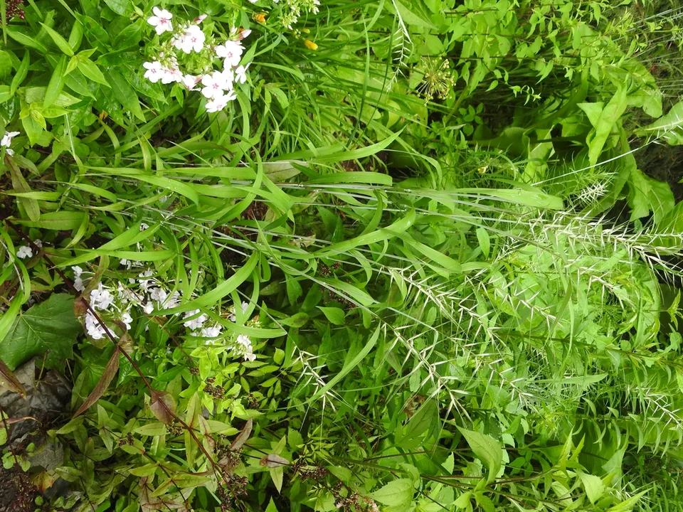Elymus hystrix 2
