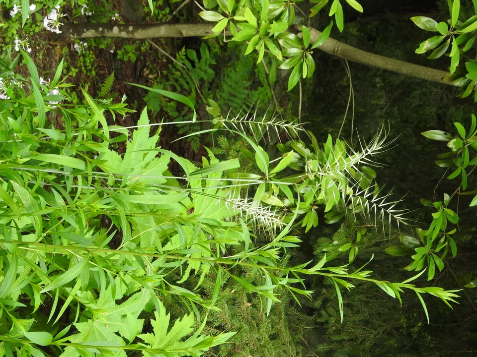 Elymus hystrix