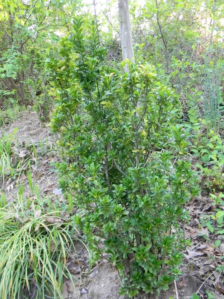 Japanese Euonymus Foliage — 'Green Spire' Full form (Buncombe County, NC)