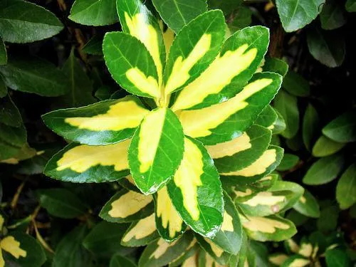 Japanese Euonymus Foliage — Variegated E. japonicus