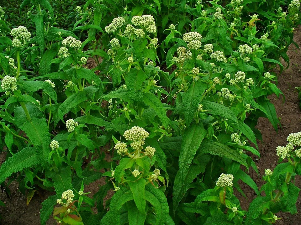 Form