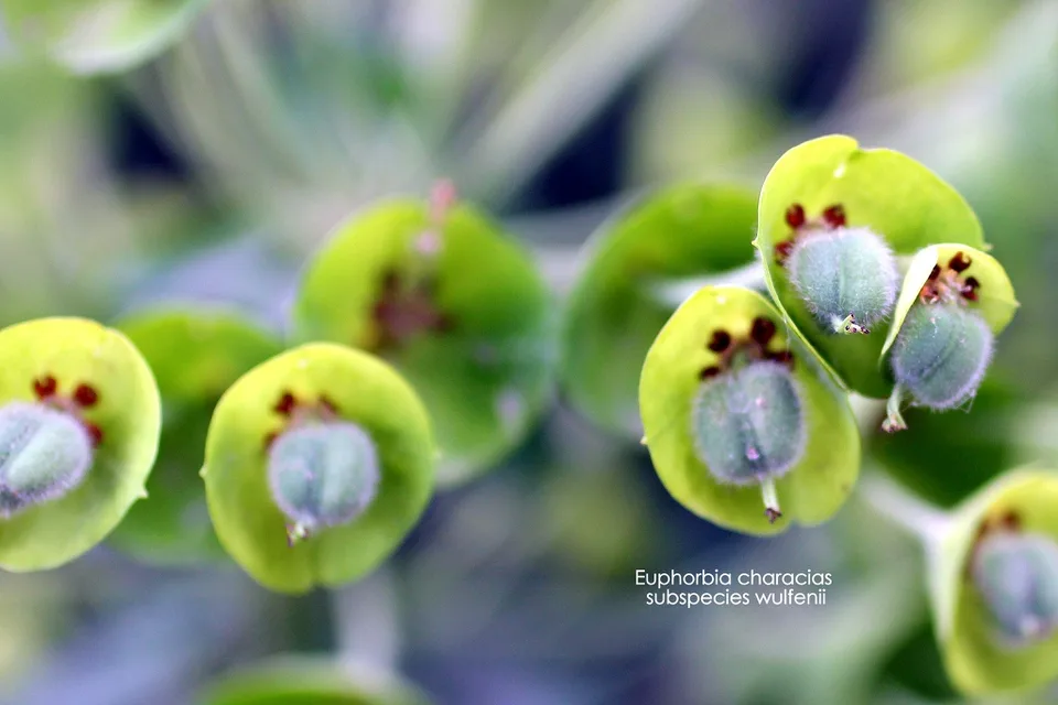 Close up of flower