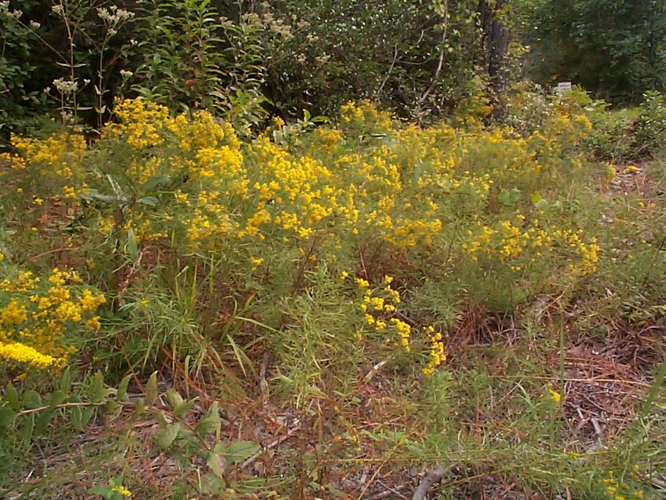 Euthamia caroliniana in the fall in Moore County
