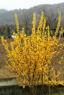 Form in bloom