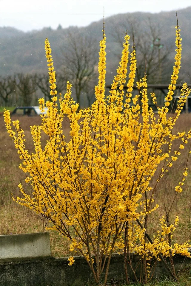 Form in bloom