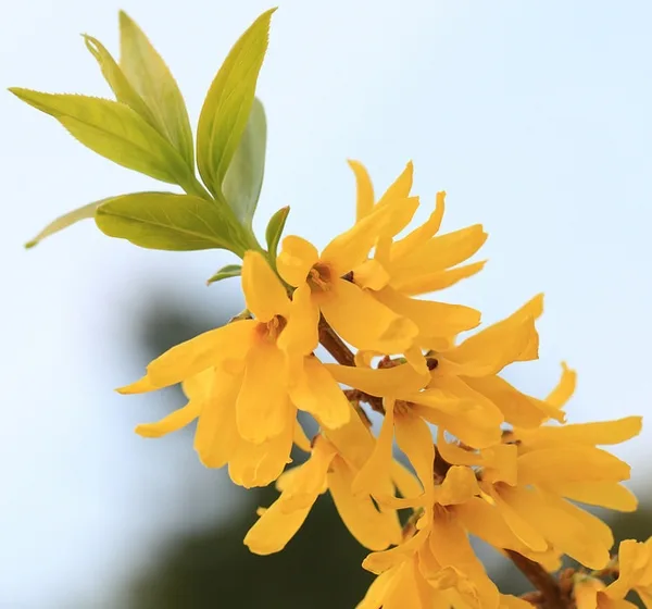 Flower and leaf detail