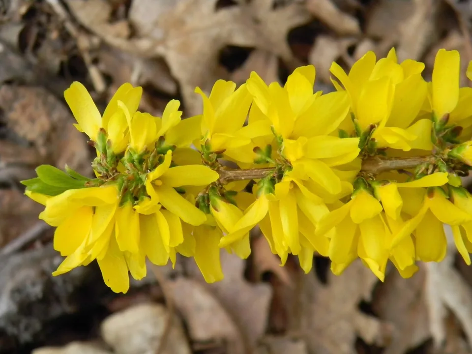 Forsythia x intermedia