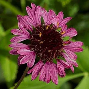 'Grape Sensation' cultivar has purple flowers