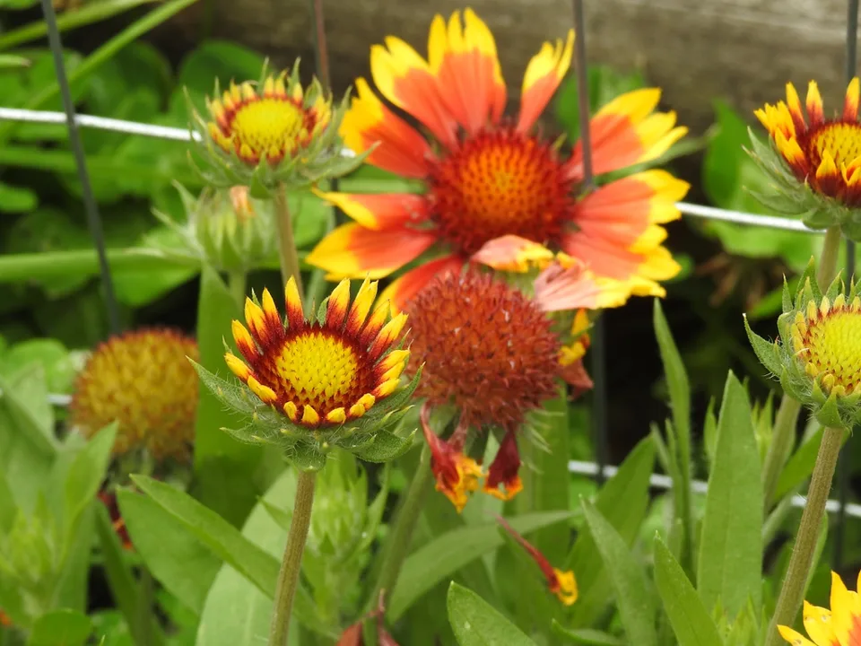Stages of flowers, up close immature, back mature, middle fruits