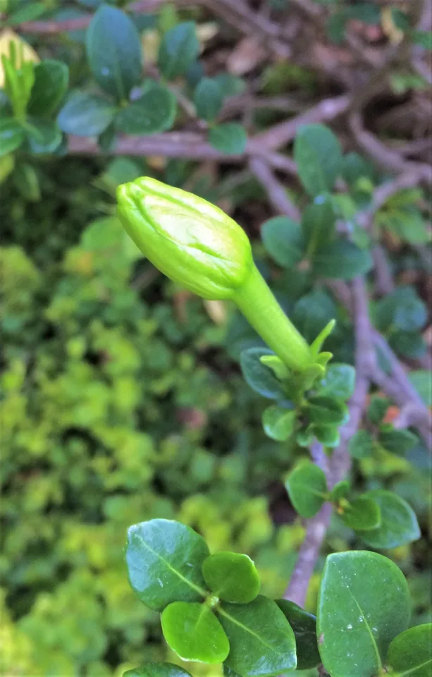 bud, spring, Durham County, NC