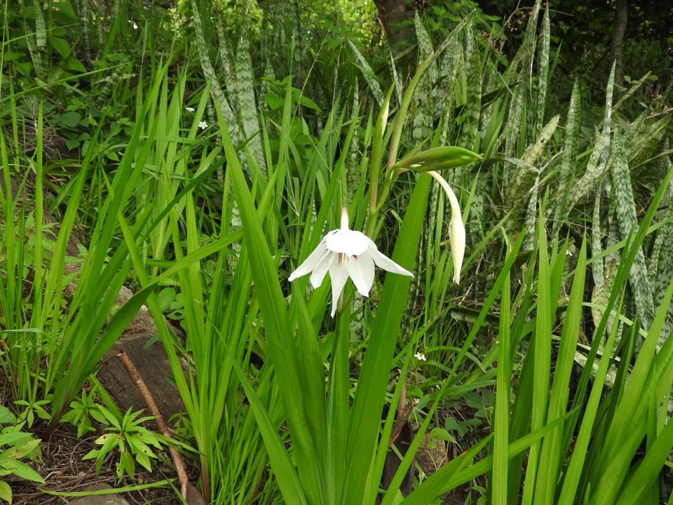 Leaves and far away of flower