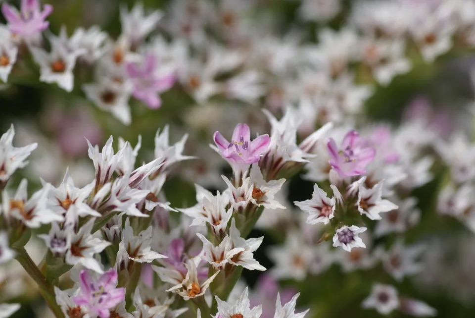 Flower detail