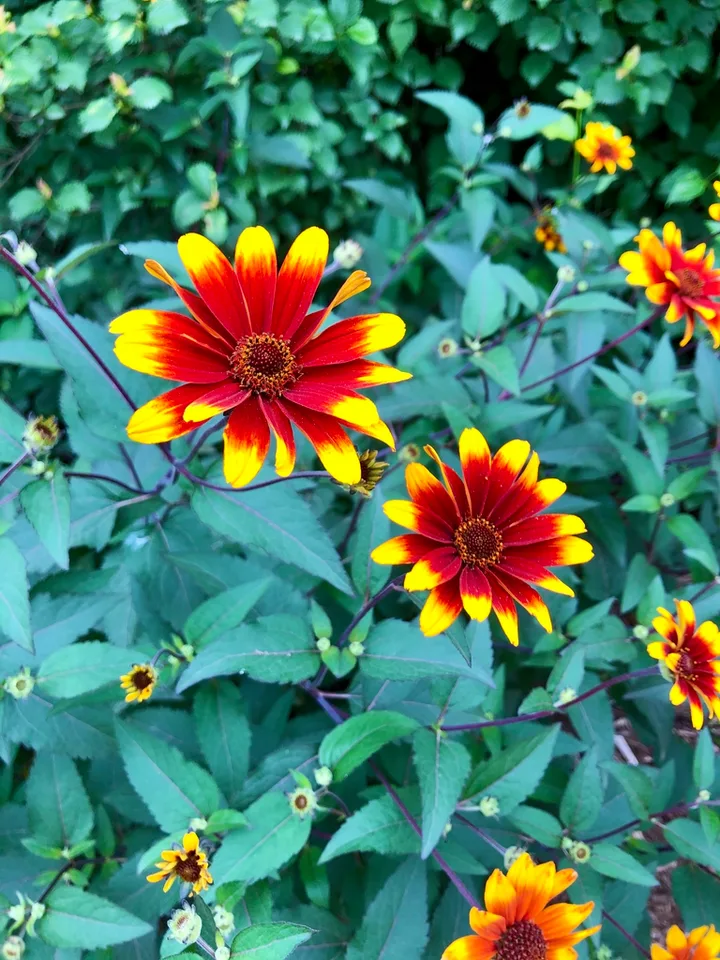 Flowers