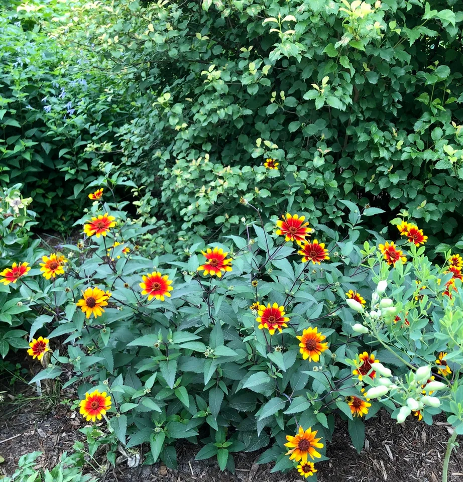 Heliopsis - Burning Hearts - False Sunflower - Wake County