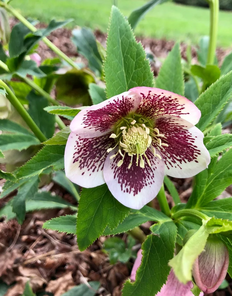 Helleborus x hybridus