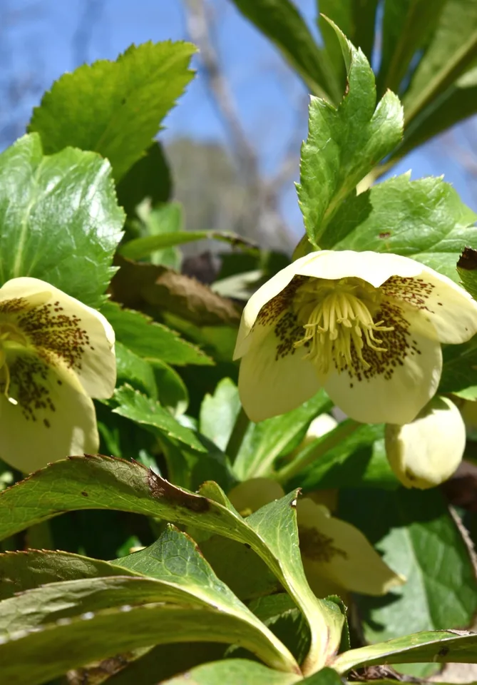Flower - Winter - Wake Co., NC