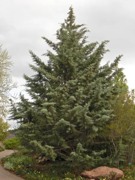 Arizona Cypress — Form