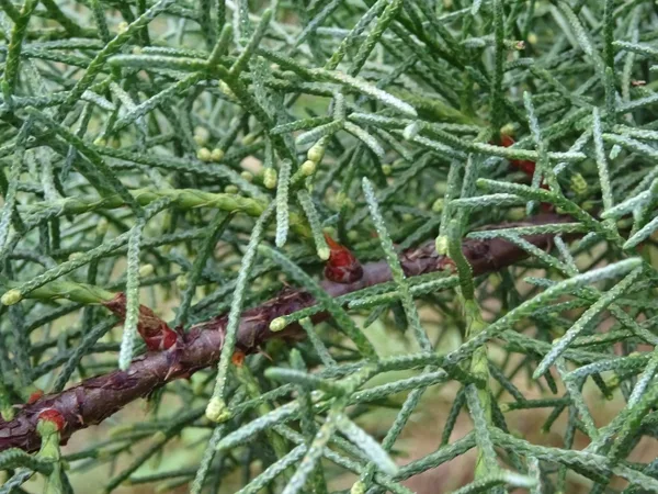 Arizona Cypress — Needles