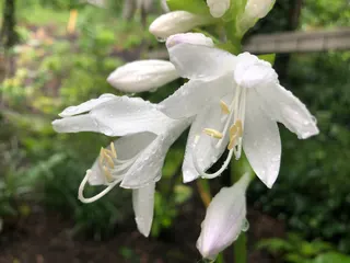 Hosta plantaginea
