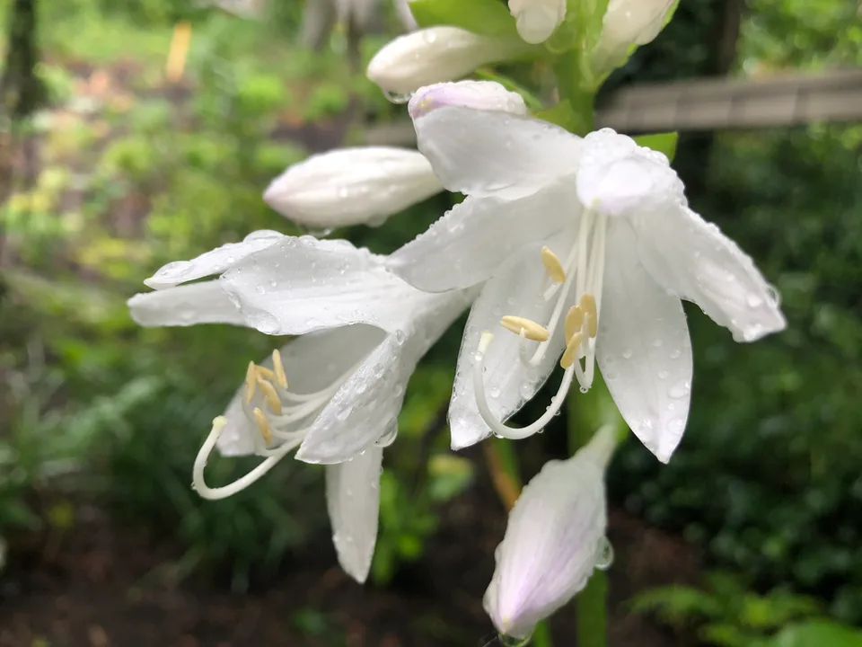 Hosta plantaginea
