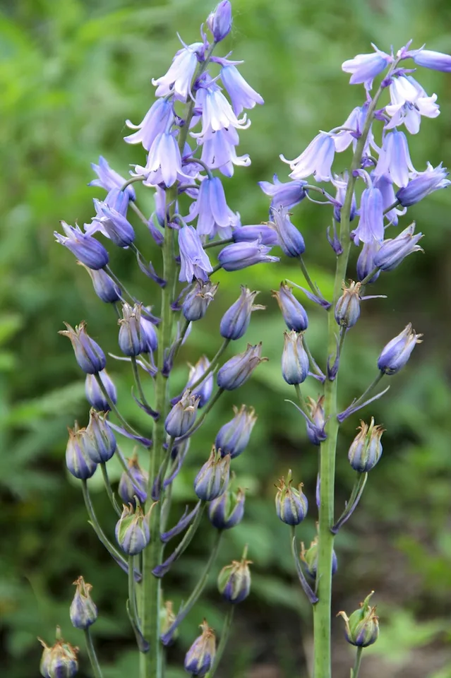 Blue Flowers