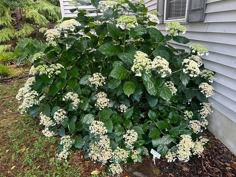 Haas' Halo Hydrangea — Hydrangea arborescens 'Haas' Halo'