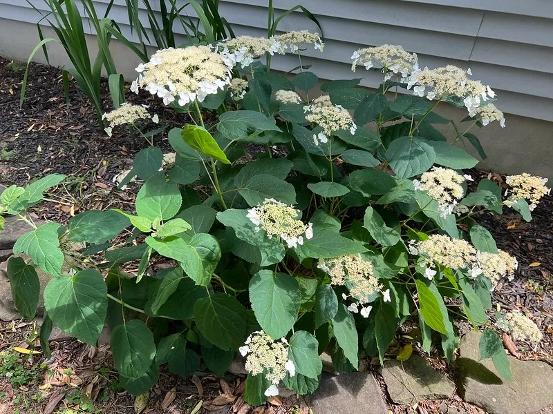 Haas' Halo Hydrangea — Hydrangea arborescens 'Haas' Halo'