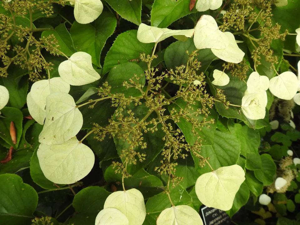 Schizophragma hydrangeoides flower and bracts summer