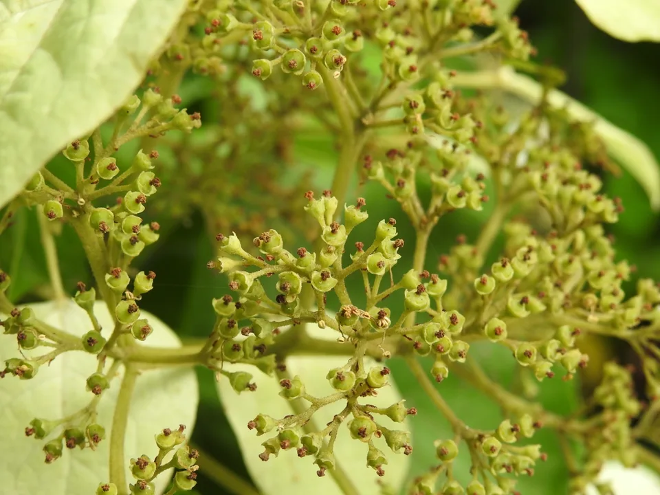 Schizophragma hydrangeoides flower close summer