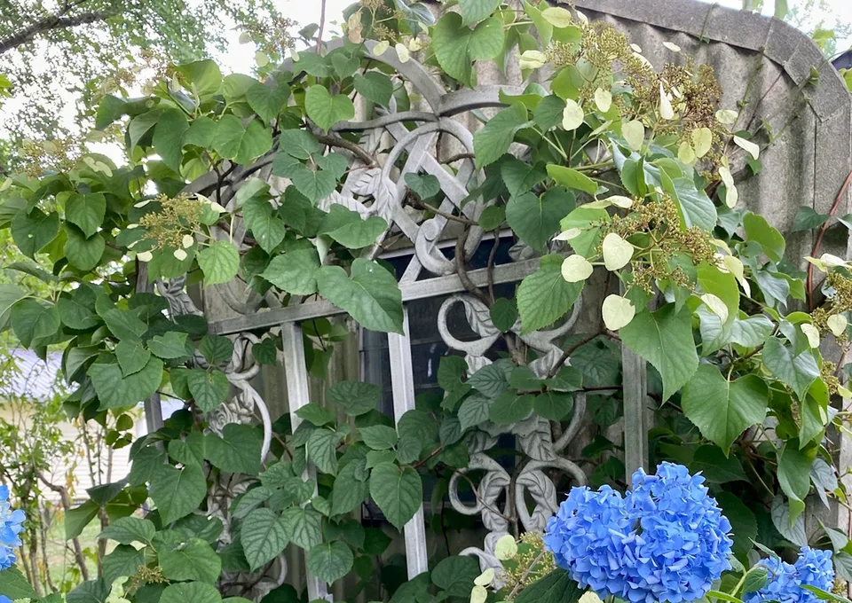 In Bloom