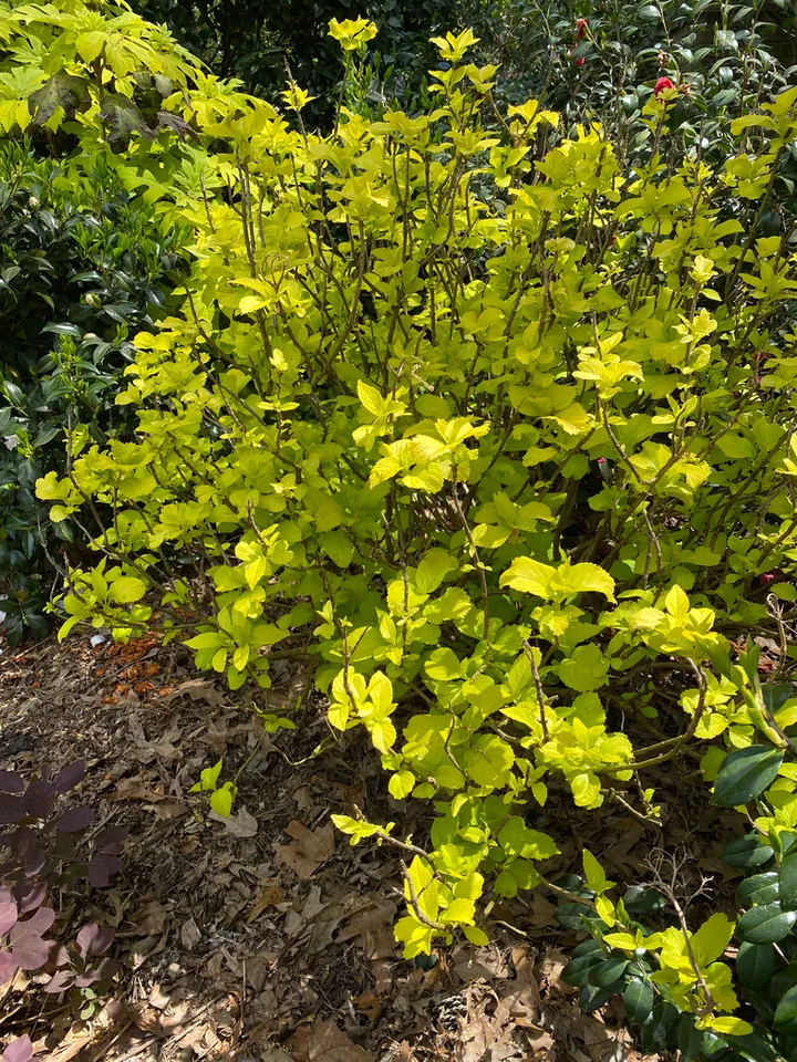 Lemon Daddy Hydrangea — Full Form (Davidson County,NC)-April