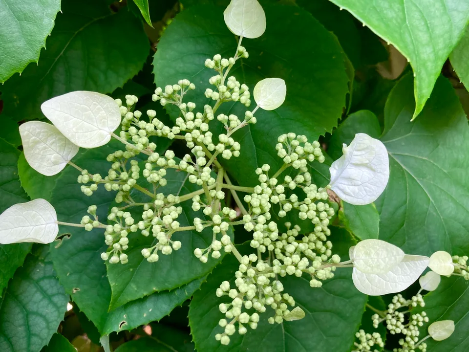 Flat-topped, lace-cap cluster of white flowers.