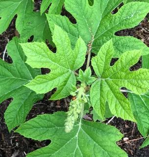 flower and leaves, spring, Warren County, NC