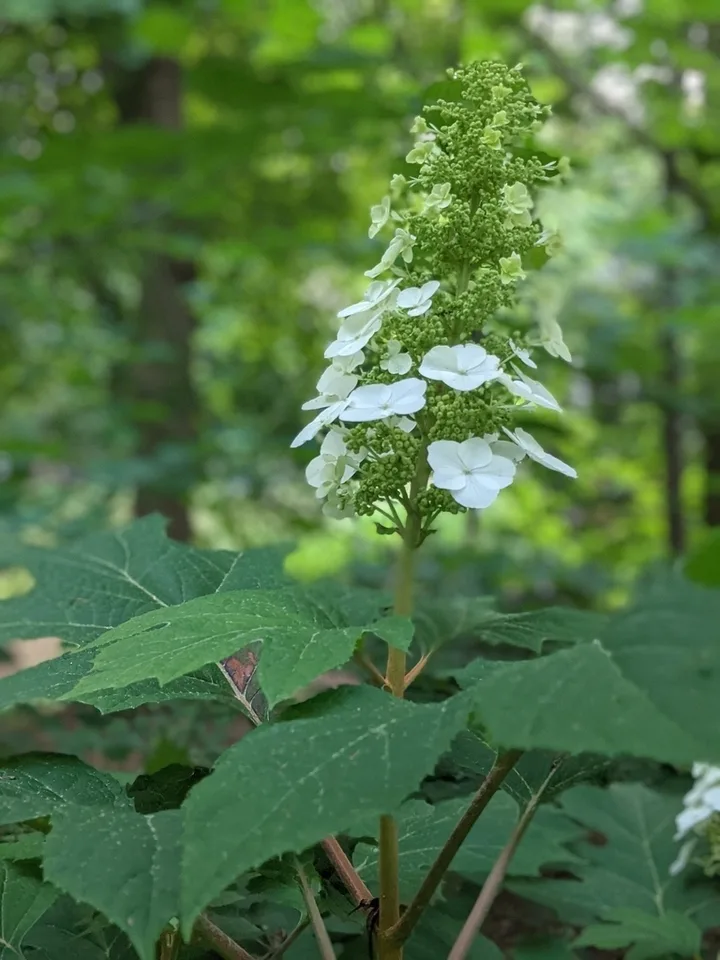 'Snow Queen' flowers and buds June 2021