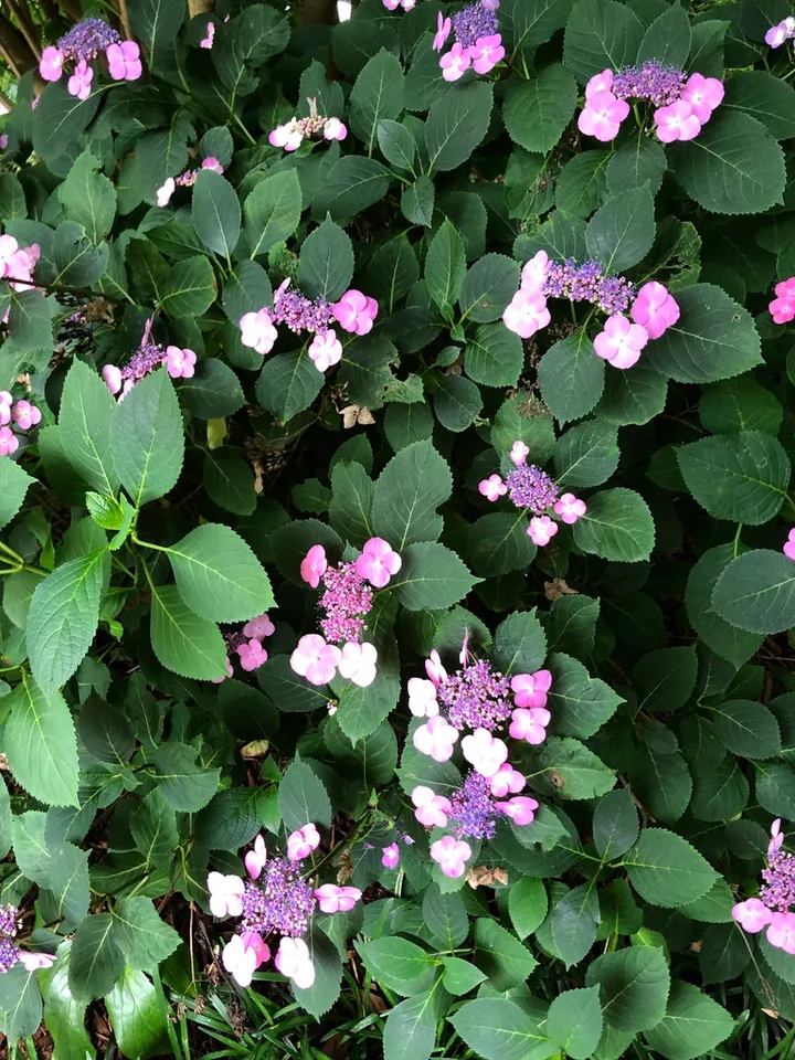 Mountain Hydrangea — Hydrangea Serrata leaves and flowers (Wake County, NC)